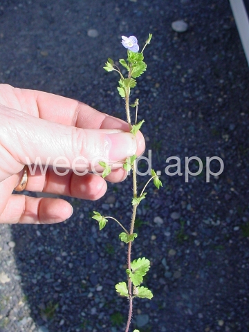 speedwell, Persian